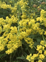 Galium verum
