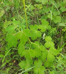 Aquilegia oxysepala