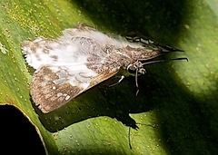 Polyctor