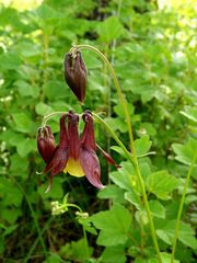 Aquilegia oxysepala