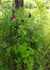 Aquilegia oxysepala