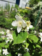 Philadelphus lewisii