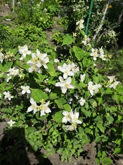 Philadelphus lewisii