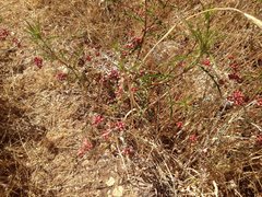 Helichrysum sanguineum