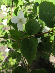 Philadelphus lewisii