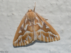 Caripeta piniata