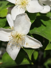 Philadelphus lewisii