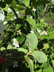 Philadelphus lewisii