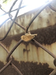 Scopelodes contracta