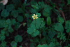 Ranunculus taisanensis
