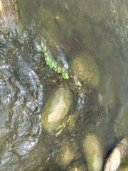 Potamogeton malaianus