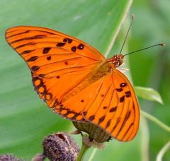 Dione vanillae insularis