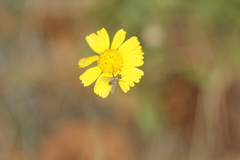 Dinera grisescens