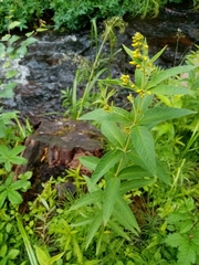 Lysimachia vulgaris