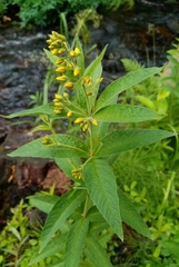 Lysimachia vulgaris