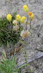 Waitzia acuminata acuminata