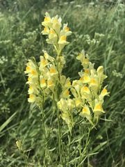 Linaria vulgaris