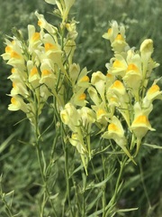 Linaria vulgaris