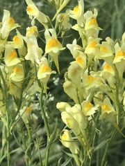 Linaria vulgaris