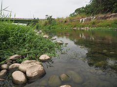 Ludwigia taiwanensis