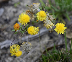Waitzia acuminata acuminata