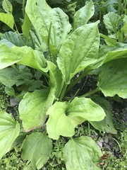 Plantago major