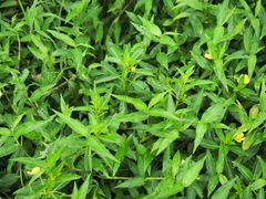 Ludwigia taiwanensis