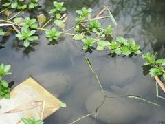 Ludwigia taiwanensis