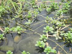 Ludwigia taiwanensis