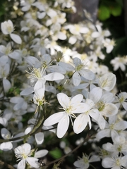 Clematis terniflora
