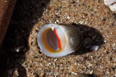 Nerita erythrostoma