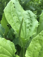 Plantago major