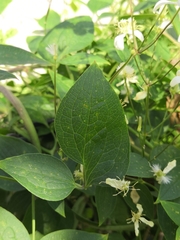Clematis terniflora
