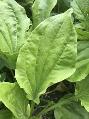 Plantago major