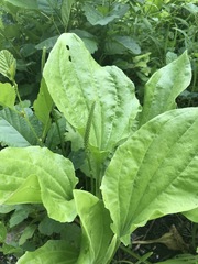 Plantago major