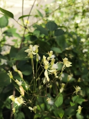 Clematis terniflora
