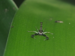 Indopadilla vimedaba