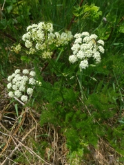 Meum athamanticum