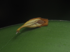Arachnura melanura
