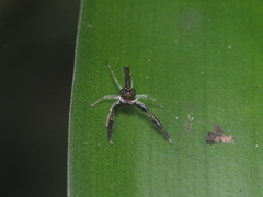 Indopadilla vimedaba