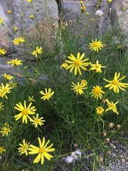 Senecio inaequidens