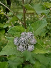 Arctium tomentosum