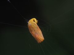 Arachnura melanura