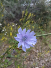 Cichorium intybus