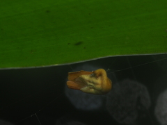 Arachnura melanura