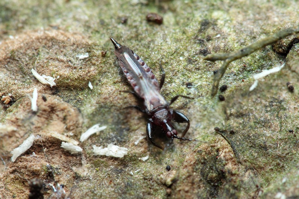 Ecacanthothrips