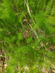 Meum athamanticum