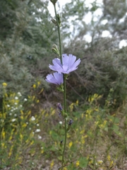 Cichorium intybus