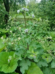 Arctium tomentosum