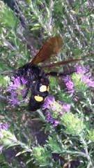 Megascolia maculata flavifrons